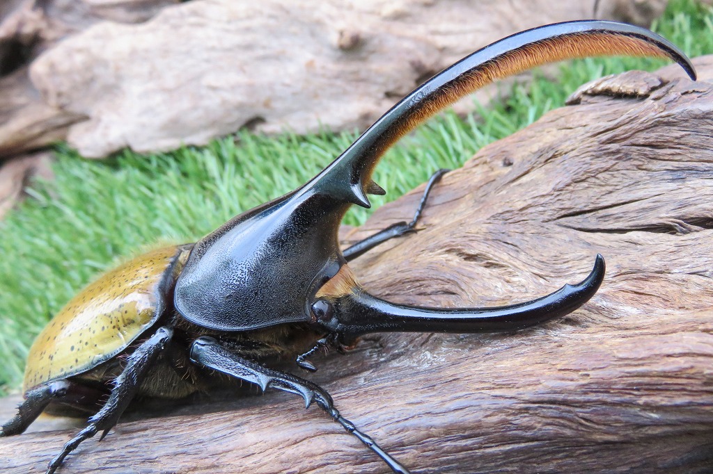 野外品ヘラクレスタカクワイ標本　ラストチャンス！ご希望価格をコメントしてください bochimushi on X: 