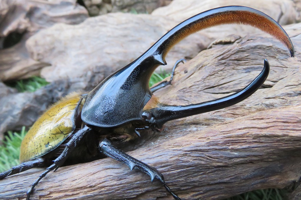 野外品ヘラクレスタカクワイ標本　ラストチャンス！ご希望価格をコメントしてください 本日取り消し 野外品ヘラクレスタカクワイD ペルー産 標本